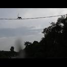 Diese Makake überquert die Straße auf einer Leitung